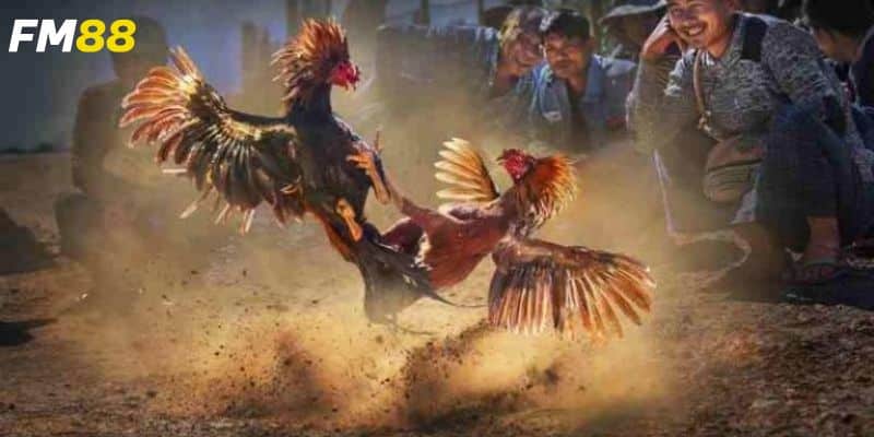 Tìm hiểu về đá gà Campuchia uy tín