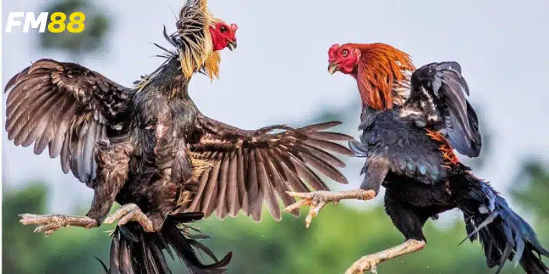 Đánh giá đối thủ và chọn chiến kê
