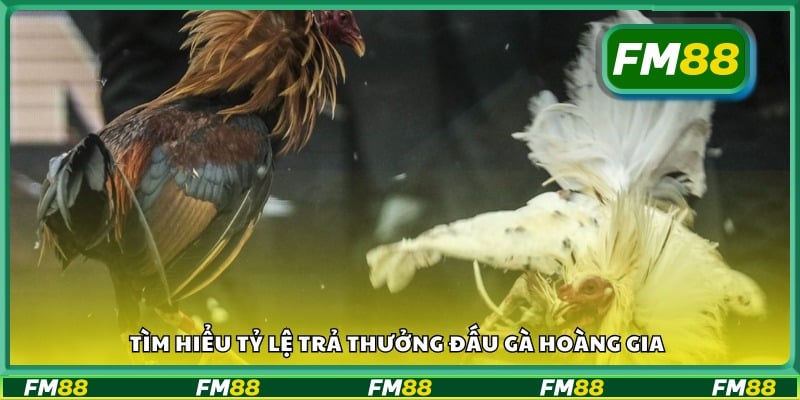  Tỷ lệ thắng và mức thưởng khi chơi Đấu Gà Hoàng Gia